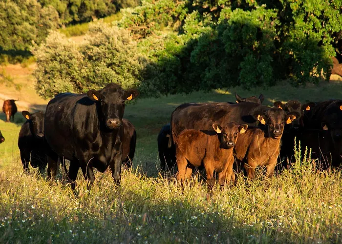 Szálloda Habitat Cigueena Negra 4*